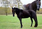 Missouri Fox Trotter - Horse for Sale in Paris, KY 40361