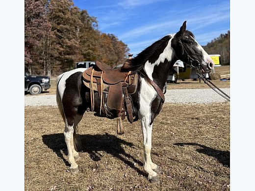 Spotted Saddle Horse Gelding