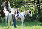 Tennessee Walking - Horse for Sale in Rockholds, KY 40759