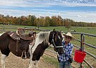 Paint - Horse for Sale in Cambridge City, IN 47327