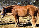 Belgian Draft - Horse for Sale in Monett, MO 74301