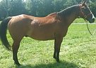 Quarter Horse - Horse for Sale in Louisa, VA 23093