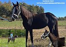 Racking - Horse for Sale in Albany, KY 42602