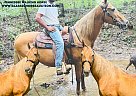 Tennessee Walking - Horse for Sale in Tompkinsville, KY 42167