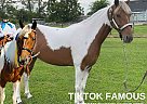 Tennessee Walking - Horse for Sale in Shelbyville, TN 37160