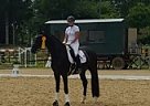 Hanoverian - Horse for Sale in Weiterstadt,  64331