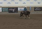 Quarter Horse - Horse for Sale in Langley, BC V4k3m3