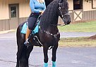 Friesian - Horse for Sale in Los Angeles, CA 90036