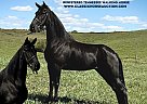 Tennessee Walking - Horse for Sale in CYTHIANA, KY 41031