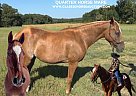 Quarter Horse - Horse for Sale in Clarksburg, TN 38324