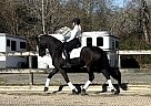 Friesian - Horse for Sale in Tampa, FL 33607