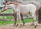 Hanoverian - Horse for Sale in Katzenelnbogen,  euro