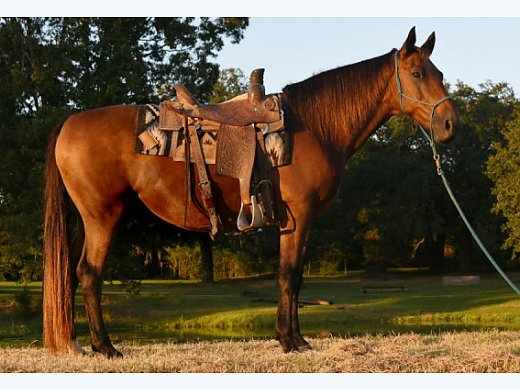 Tennessee Walker Trail Ranch