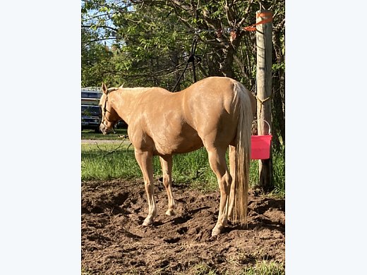 Beautiful Palomino Gelding