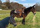 Mule - Horse for Sale in GRASSY CREEK, KY 41435