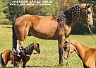 Tennessee Walking - Horse for Sale in PARKSHILLS, KY 42634