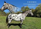 Appaloosa - Horse for Sale in Moscow, OH 45153