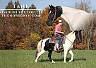 Missouri Fox Trotter - Horse for Sale in Parkers Lake, KY 42634