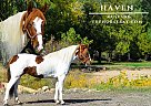 Mustang - Horse for Sale in Fort Collins, CO 80524