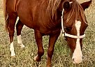 Pony of the Americas - Horse for Sale in Mount Vernon, TX 75457