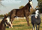 Tennessee Walking - Horse for Sale in Lewisburg, TN 37091