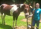 Paint - Horse for Sale in Tuscumbia, AL 35674