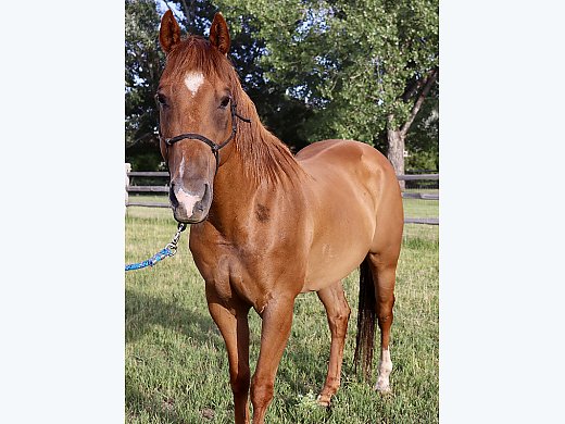 sorrel quarter horse gelding