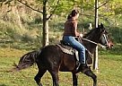 Tennessee Walking - Horse for Sale in Singhampton, ON 