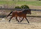 Welsh Pony - Horse for Sale in Chester, NH 03036