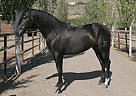 Andalusian - Horse for Sale in Almería,  04420