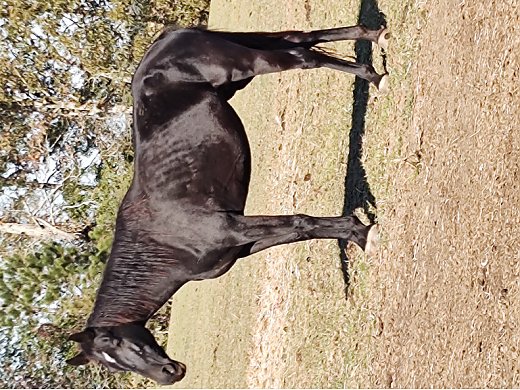 racking-horse-mare-trail-horse