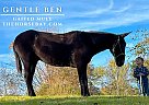 Mule - Horse for Sale in Park City, KY 42160