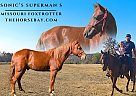 Missouri Fox Trotter - Horse for Sale in Elkland, MO 65644