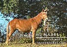 Mule - Horse for Sale in Park City, KY 42160