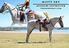 Missouri Fox Trotter - Horse for Sale in Aurora, CO 80018