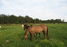 Missouri Fox Trotter - Horse for Sale in Hackleberg, AL 35564