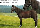 Missouri Fox Trotter - Horse for Sale in Paron, AR 72122