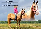 Missouri Fox Trotter - Horse for Sale in Freeburg, IL 62243