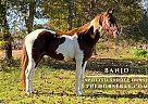 Spotted Saddle - Horse for Sale in Park City, KY 42160