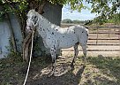 Appaloosa - Horse for Sale in Douglass, KS 67039