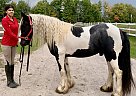 Gypsy Vanner - Horse for Sale in Eden Valley, ON L0L 2K0