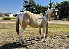 Paint - Horse for Sale in Rockdale, TX 76567