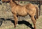 Quarter Horse - Horse for Sale in Rockdale, TX 76567