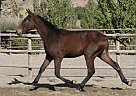 Andalusian - Horse for Sale in Santa Fé De Mondújar,  04420