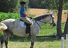 Warmblood - Horse for Sale in Ottawa, ON 