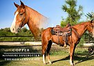 Missouri Fox Trotter - Horse for Sale in Houston, MO 65483