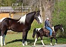 Spotted Saddle - Horse for Sale in Mount Vernon, KY 40456