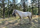 Appaloosa - Horse for Sale in Kalispell, MT 59901