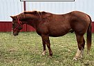 Quarter Horse - Horse for Sale in Vinita, OK 74301