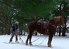 Belgian Draft - Horse for Sale in Otter Lake, MI 48464